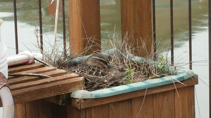 FloatHome4Sale's tweet photo. Our resident momma duck had her ducklings on our back deck! Cute! #fsbo #floatinghome #pdx #fairvieworegon #troutdaleoregon #columbiariver https://t.co/PVRaaGMBRV