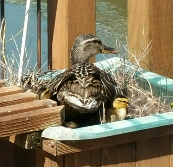 FloatHome4Sale's tweet photo. Our resident momma duck had her ducklings on our back deck! Cute! #fsbo #floatinghome #pdx #fairvieworegon #troutdaleoregon #columbiariver https://t.co/PVRaaGMBRV