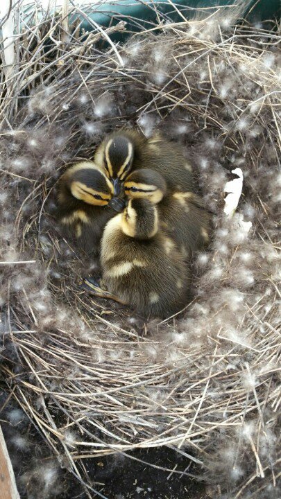 FloatHome4Sale's tweet photo. Our resident momma duck had her ducklings on our back deck! Cute! #fsbo #floatinghome #pdx #fairvieworegon #troutdaleoregon #columbiariver https://t.co/PVRaaGMBRV