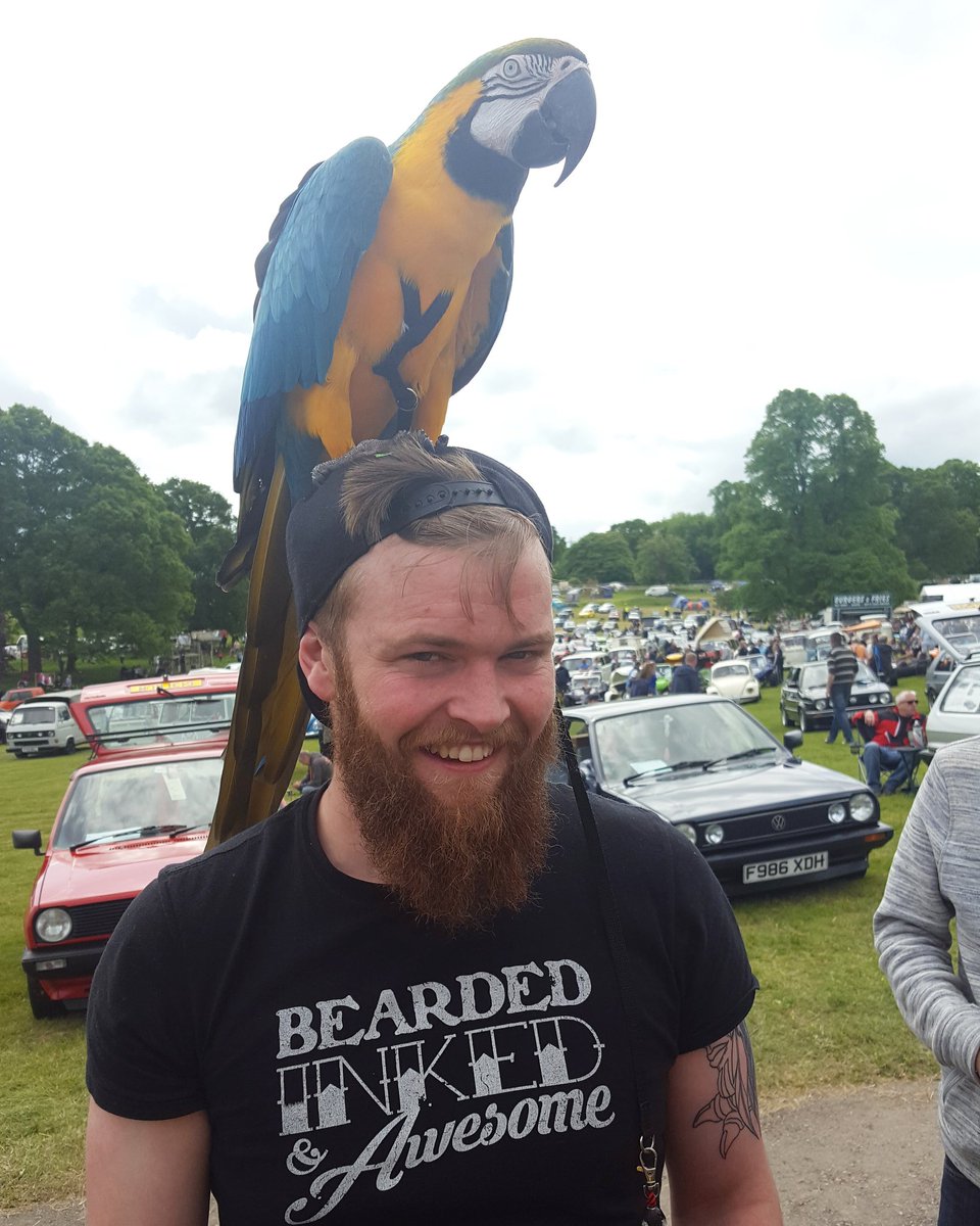hanniepops's tweet photo. We met a little parrot.. who tried to pinch my sunglasses #vwalltypes #carshow #Bodelwyddan https://t.co/wyPwTJj31V