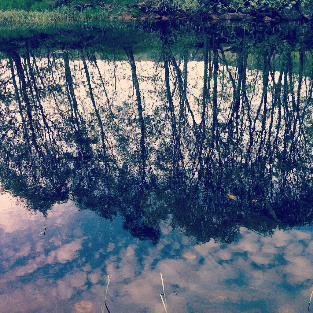 Liv_Hilde's tweet image. Trerefleksjon/Tree reflection🌳 #trerefleksjon #treereflection #refleksjonivann #reflectioninwater