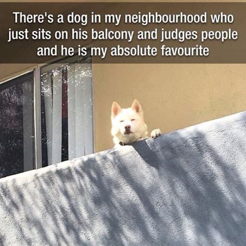 worstfailever's tweet photo. The Final Judgement Dog | https://t.co/kU8kVEVwcM | https://t.co/BA2wpd6gws