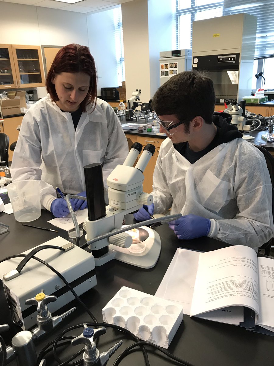DFB2017's tweet photo. Yesterday, in the final lab of #dfb2017, Ryan showed us fly nerve cords! https://t.co/wkjewvwMyM