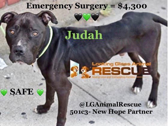DQ_GSD's tweet photo. #NYCACC #KillFactory #Help me to help #Save #Dogs Their lives matter! #Rescue #AdoptDontShop #LookingGlassAnimalRescue https://t.co/kKaRdHwcsH
