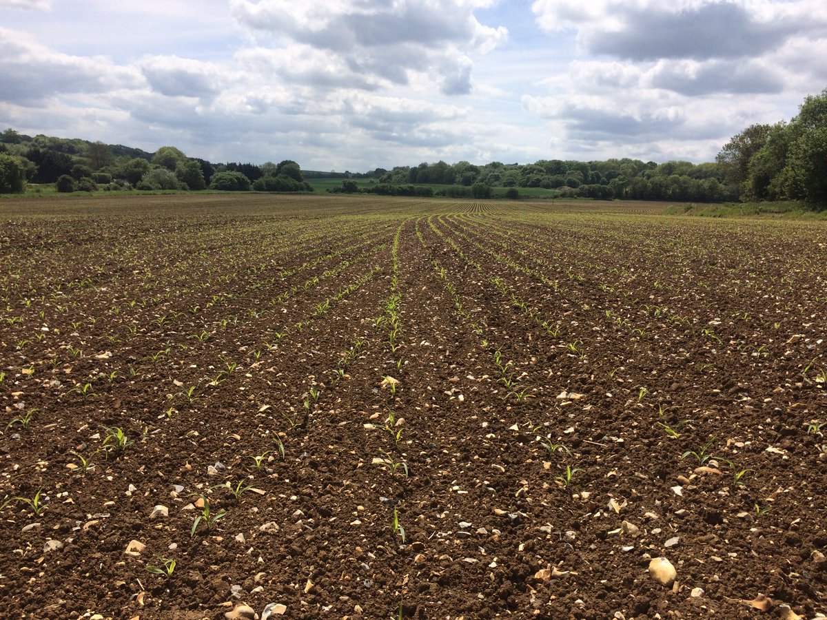stevenbrummitt's tweet photo. Maize is certainly looking happier after 56mm of rain this week. @farmerwellsie @Colinhurt71 @vaderstad @fredz682 https://t.co/5pToGxB0CF