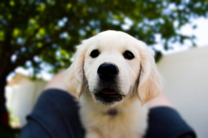 HeyRoverDogs tweet picture
