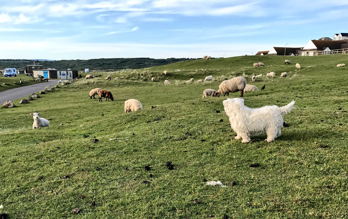 mpandy8's tweet photo. my beautiful little welsh lamb #spotthewestie #sheep #welshfriends #bahramyou 🐑@SaltyPawsInc https://t.co/B3F9pOT8Yo