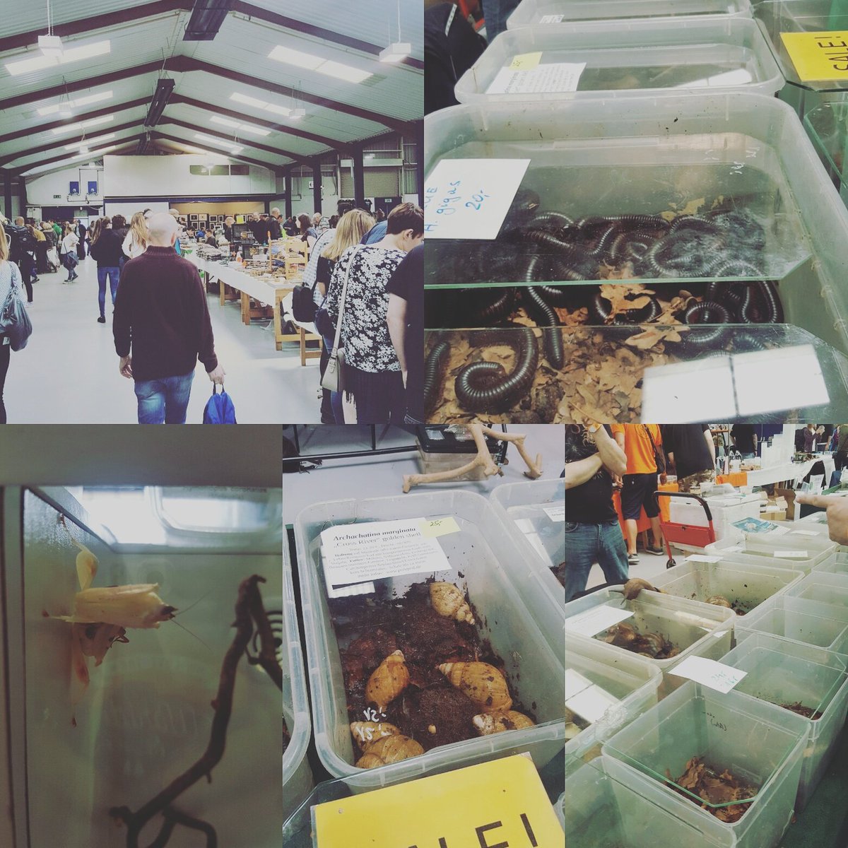 MiksCrawlies's tweet photo. Attended warwickshire arachnid show today! Incredible! #bugshow #arachnids #bugs #business #dayout #Warwickshire https://t.co/NXt16lIQNy