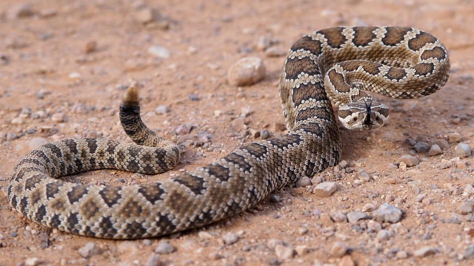 LAFDtalk's tweet photo. Out hiking in the #LAHills? Warm weather = increased likelihood of encountering snakes Follow @AmericanHiking tips https://t.co/j9SsDHxuJH https://t.co/BRssnJ8kRe