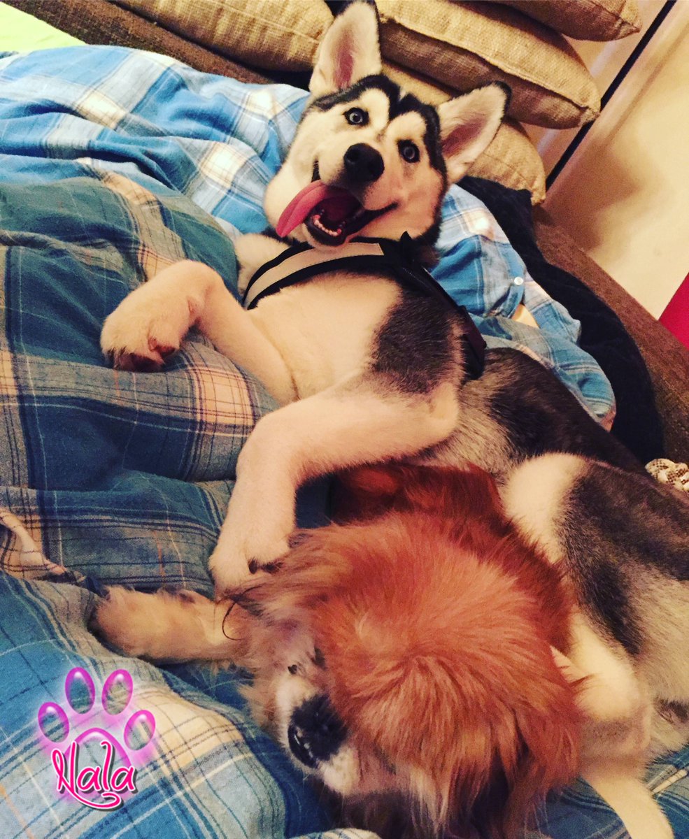 MiahSternchen's tweet photo. Nala &amp; Fely <3 #husky #pikinesse #bestfriends #siberianhusky @julienco_ @BibisBeauty @ThomasWuze https://t.co/s1Pt3UUAZb