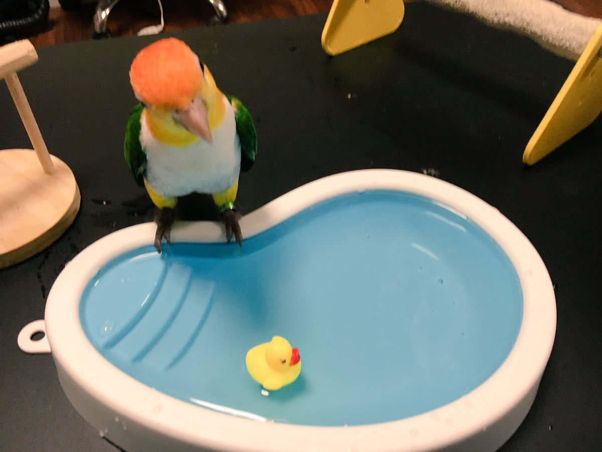 Mika Ishiwata Twitterissa フライングタイガーのバードバス 私が欲しがっていたのを気にかけてくれていた友人がゲットしてくれました ありがとう オレオは まだ中には入らず で 触らなくていいところに触って水がなみなみと入った重たいプールを動かしてました