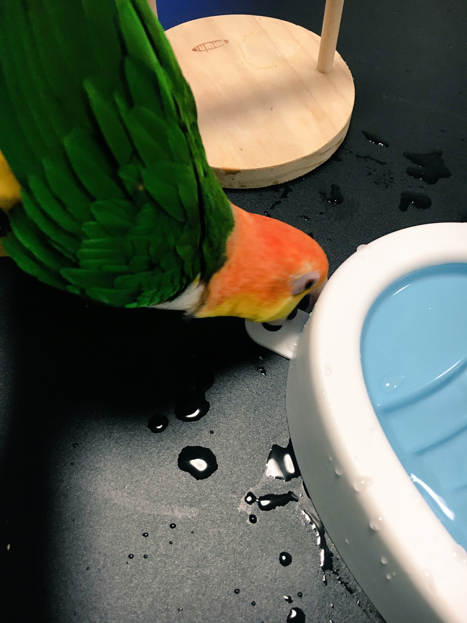 Mika Ishiwata フライングタイガーのバードバス 私が欲しがっていたのを気にかけてくれていた友人がゲットしてくれました ありがとう オレオは まだ中には入らず で 触らなくていいところに触って水がなみなみと入った重たいプールを動かしてました