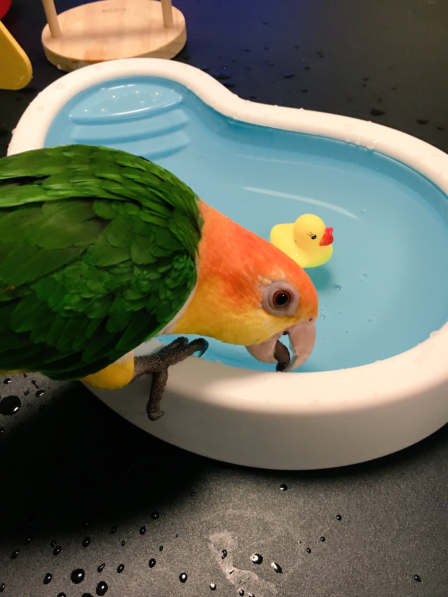 Mika Ishiwata フライングタイガーのバードバス 私が欲しがっていたのを気にかけてくれていた友人がゲットしてくれました ありがとう オレオは まだ中には入らず で 触らなくていいところに触って水がなみなみと入った重たいプールを動かしてました