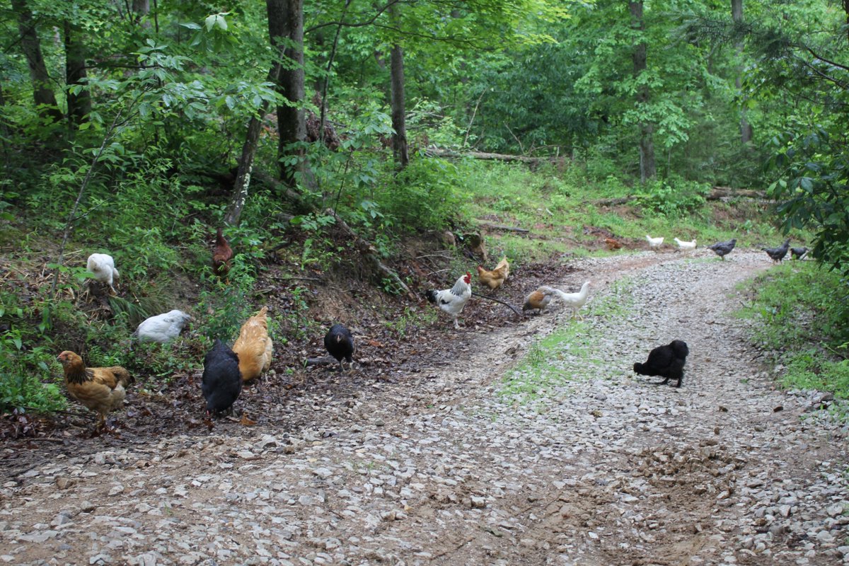 Elsewhere_Farm's tweet image. One proud rooster with his quickly expanding flock. #homesteading #chickens #lifeinthewoods