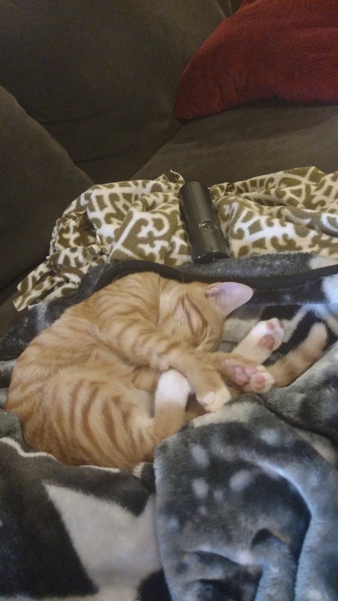 jsansc2's tweet image. Monty sleeping