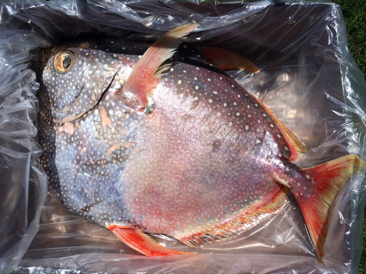 solaresandiego's tweet image. #HeartofSpring Dinner today-everything from SD - &amp;amp; outside! Here's 103lb #Opah we're cooking @ModernTimesBeer @SD_BeerAlert @ResidentBrewing
