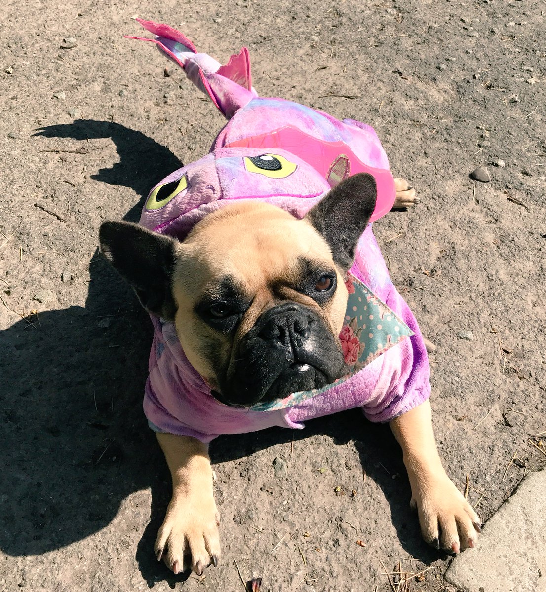 LAINEYBOPSTER's tweet image. I miss my fur babies #dragondogs