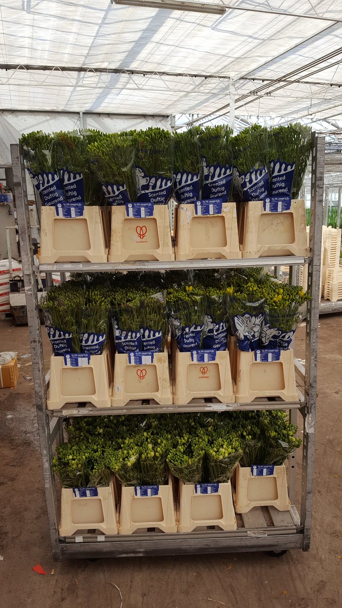 Maandag #bloemistenklok #freesia. Online <a href="/FloraHolland/">Royal FloraHolland</a> #klokvoorverkoop