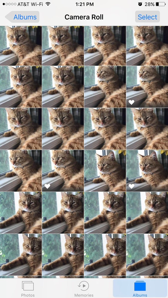 LuvKittensDaily's tweet photo. "Why don't you ever have space on your phone?" https://t.co/7B9IUjCwKo