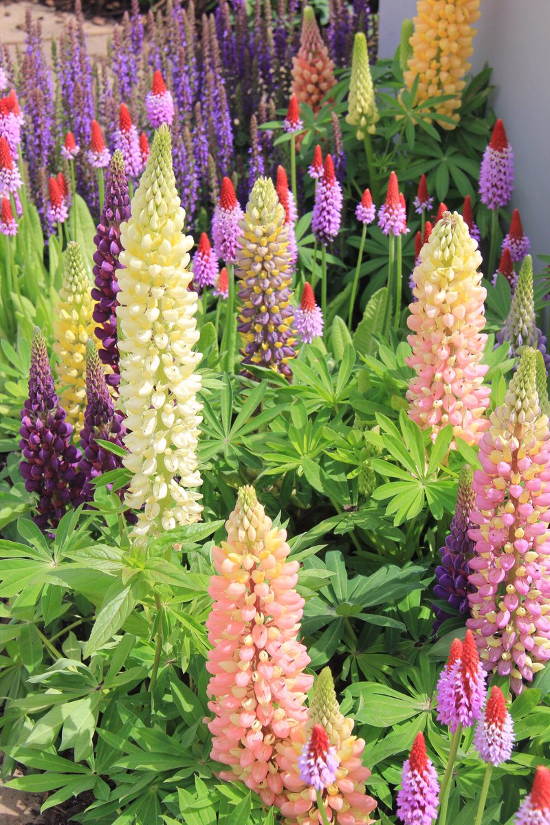 CadoganLscapes's tweet photo. Much better weather today, good luck to everyone! Certainly some beautiful gardens on display at @The_RHS #Chelseaflowershow #RHSChelsea https://t.co/o4LPgPNxNA