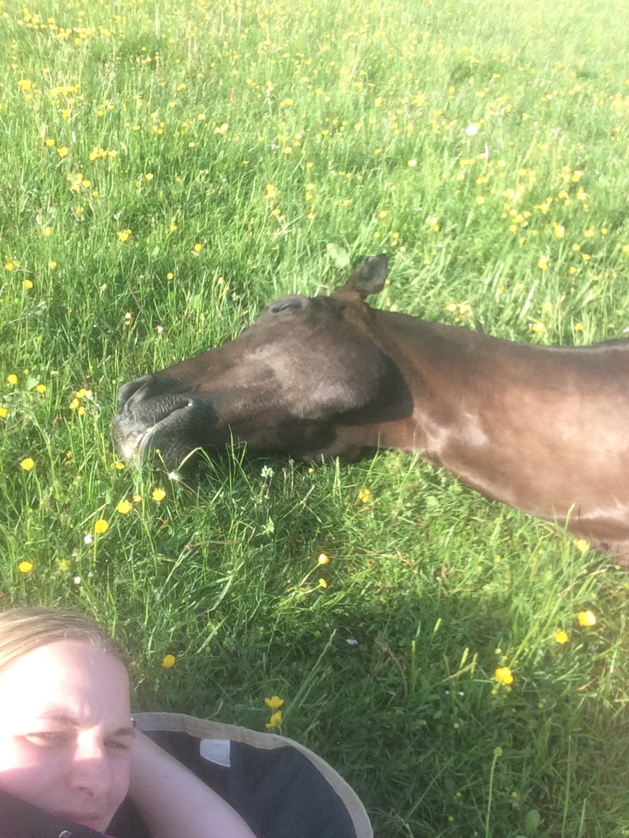 MelissaCallum's tweet photo. George didn't want to do any work this morning but managed to persuade him to have a gallop before #clayberry and I went clay shooting https://t.co/dgsBZu7xIA