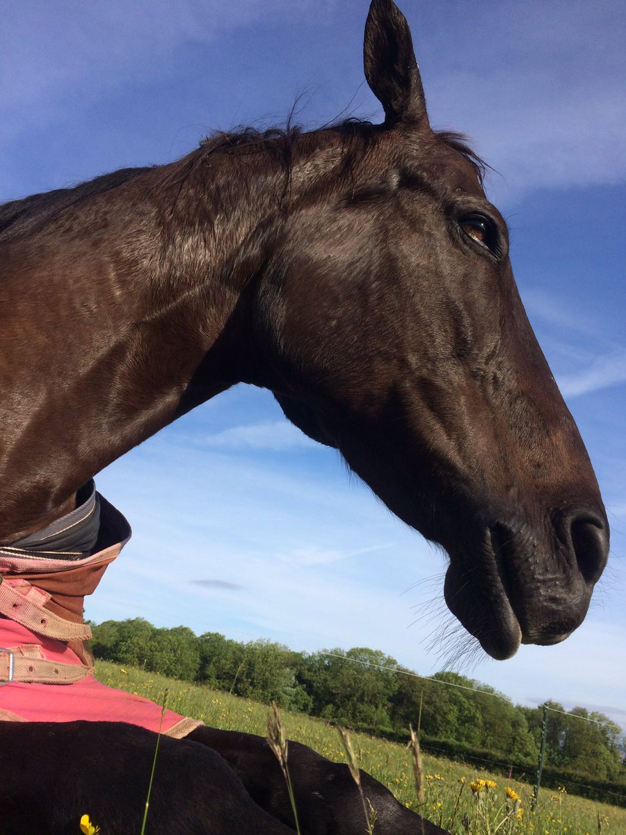 MelissaCallum's tweet photo. George didn't want to do any work this morning but managed to persuade him to have a gallop before #clayberry and I went clay shooting https://t.co/dgsBZu7xIA