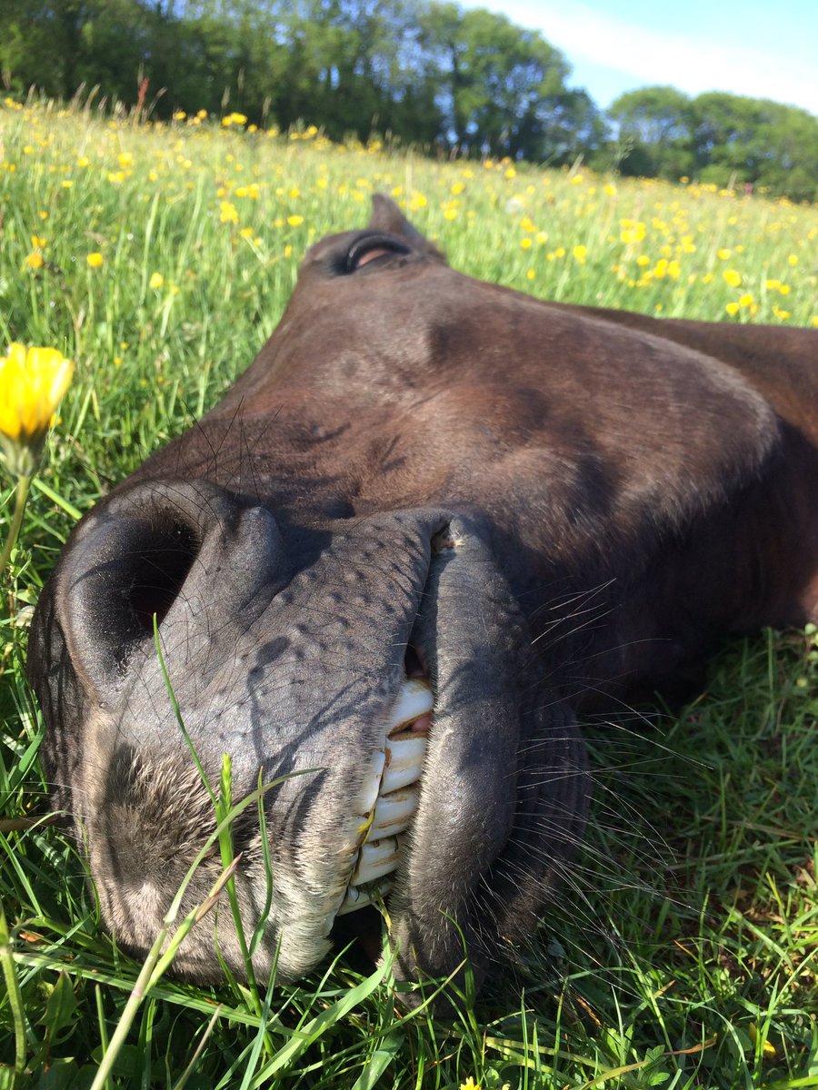 MelissaCallum's tweet photo. George didn't want to do any work this morning but managed to persuade him to have a gallop before #clayberry and I went clay shooting https://t.co/dgsBZu7xIA