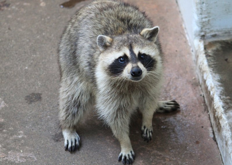 アライグマ画像bot 61d Twitter