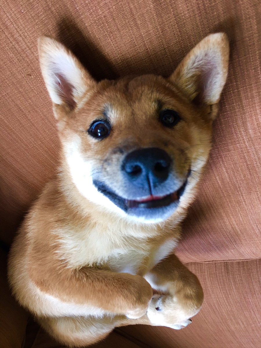 LizSheehan_'s tweet image. All smiles from lil pup 🐕