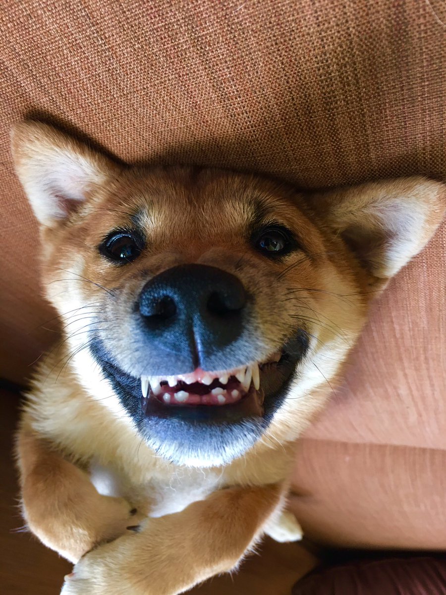 LizSheehan_'s tweet image. All smiles from lil pup 🐕