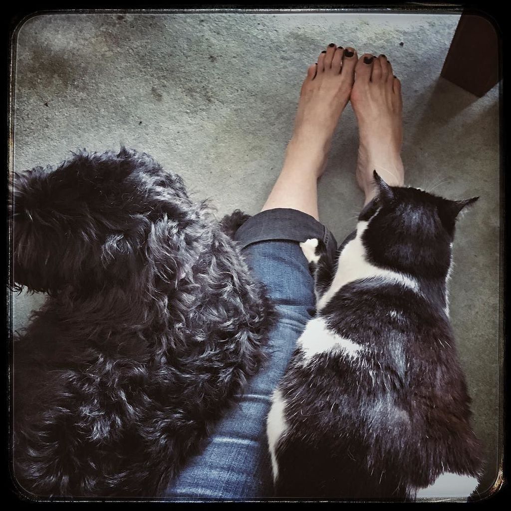 Nethergate32's tweet photo. My lap is just not big enough ! #mina_labradoodle Daisy #cowcat #cowcatsofinstagram #labradoodle #caturday https://t.co/lO7bHu7h5H https://t.co/AUv40zNNbM