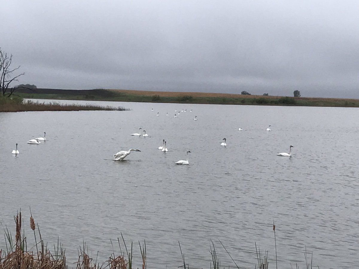 NW MN Biologist tweet media