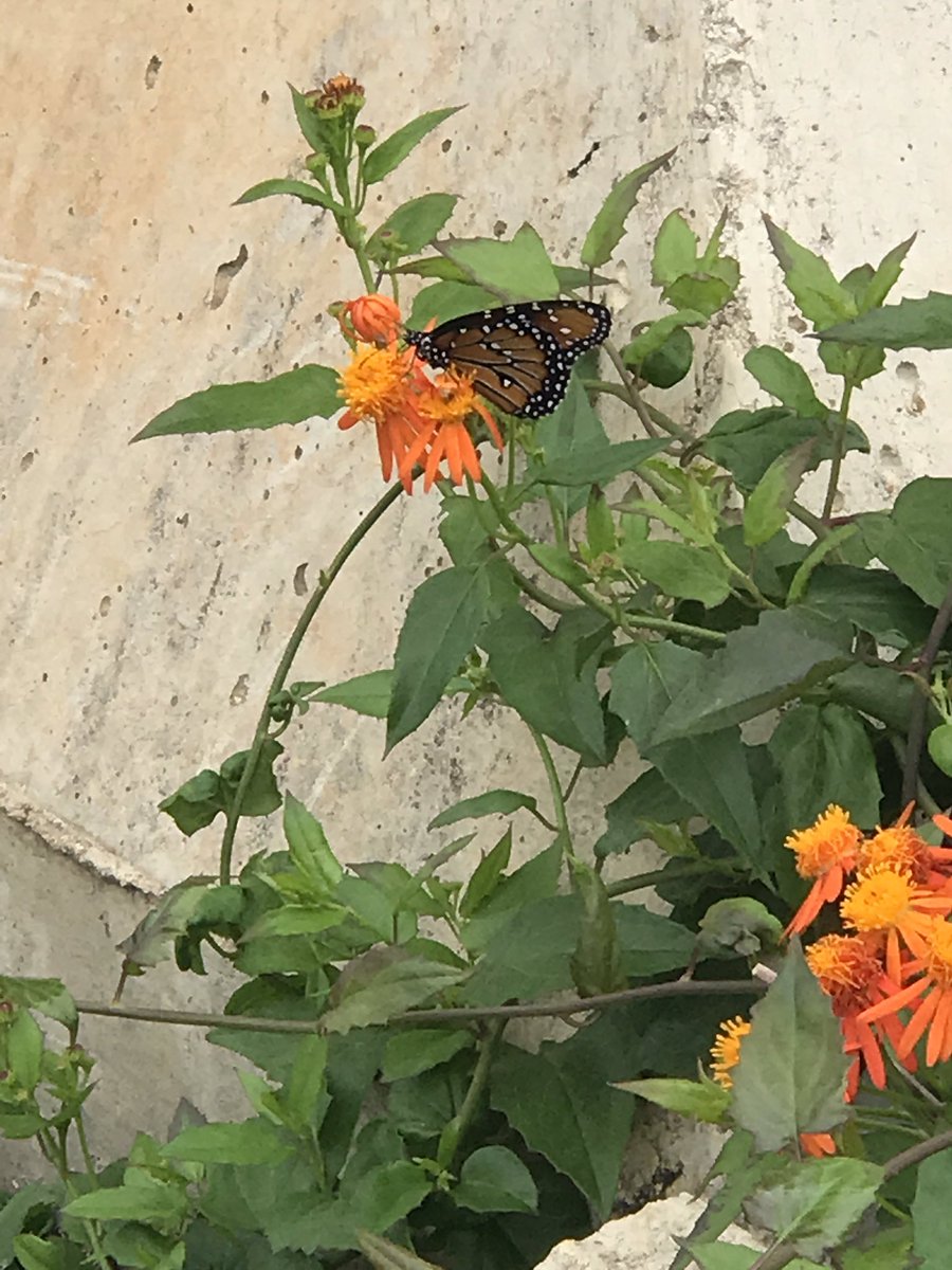 mrsdyerteaches's tweet photo. #monarch #MonarchHeroes #phase2complete 😍👌🏻 @BishopK_NWF @NWF @SadlerMeansYWLA #mexicanflamevine #aisdoutside https://t.co/aLnbOLA0QP