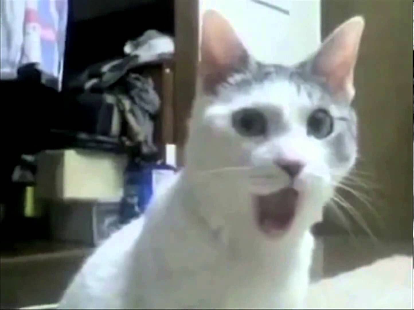 Удивленный кот с открытым ртом