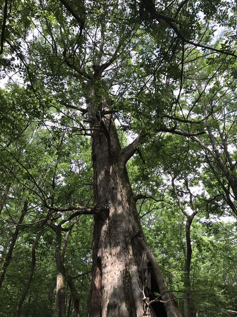 KimberlyRemak's tweet photo. @visitms One of Mississippi's best kept secrets! #OnlyInMS https://t.co/kVkWZ5GeNo