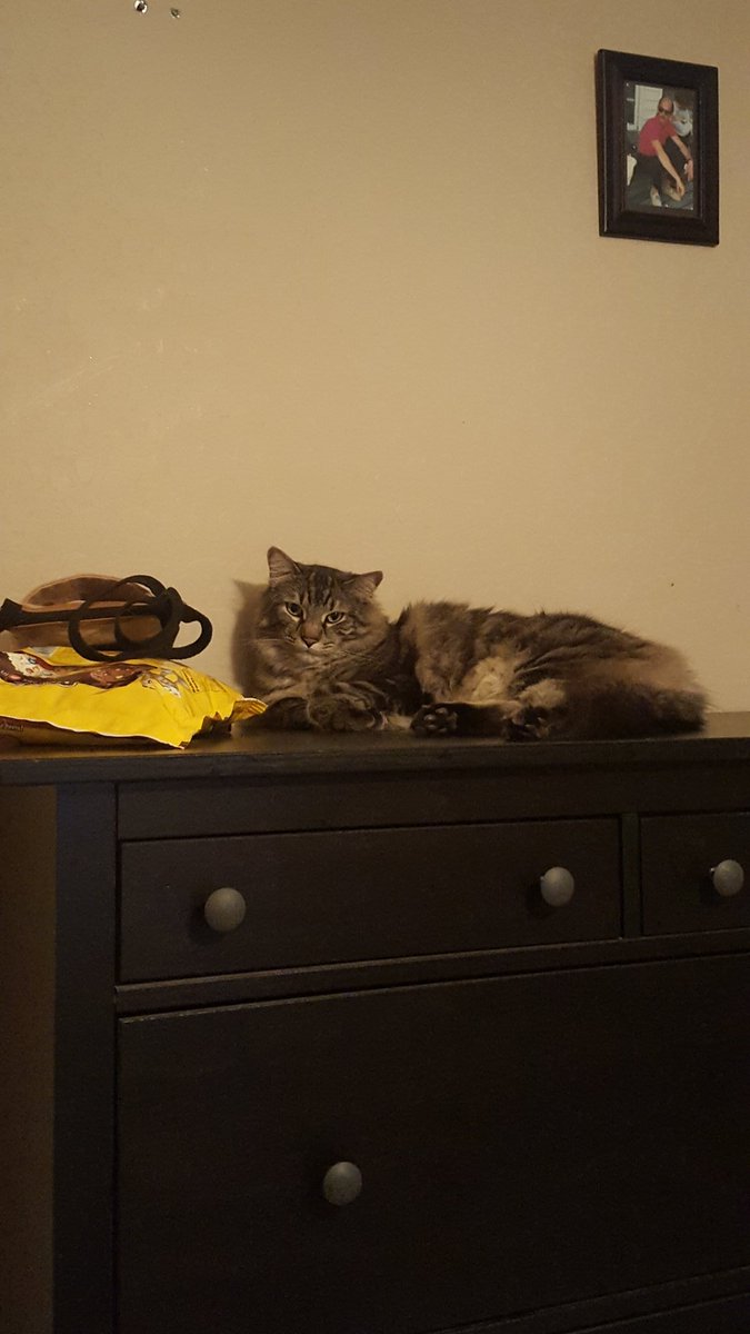 4CARDTARD's tweet photo. What a cat #mancoon #cat https://t.co/7o0rfjY1W2