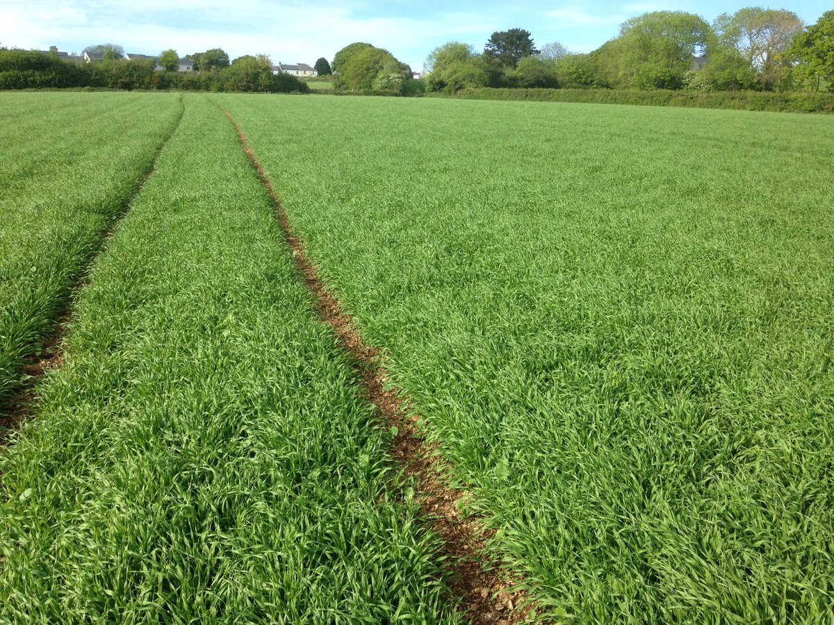 Sunday evening job fertilising s.barley. Looks like the rain over the last few weeks came just in time. 👍