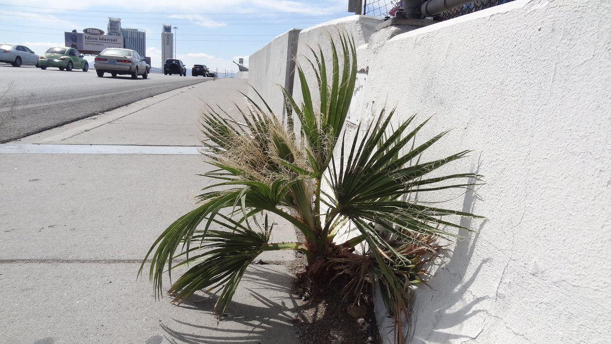 the little palm tree that could. 

#TheRoseThatGrewFromConcrete

If it can make it here, you can make it ANYWHERE. 

Remember that. 

#Quote