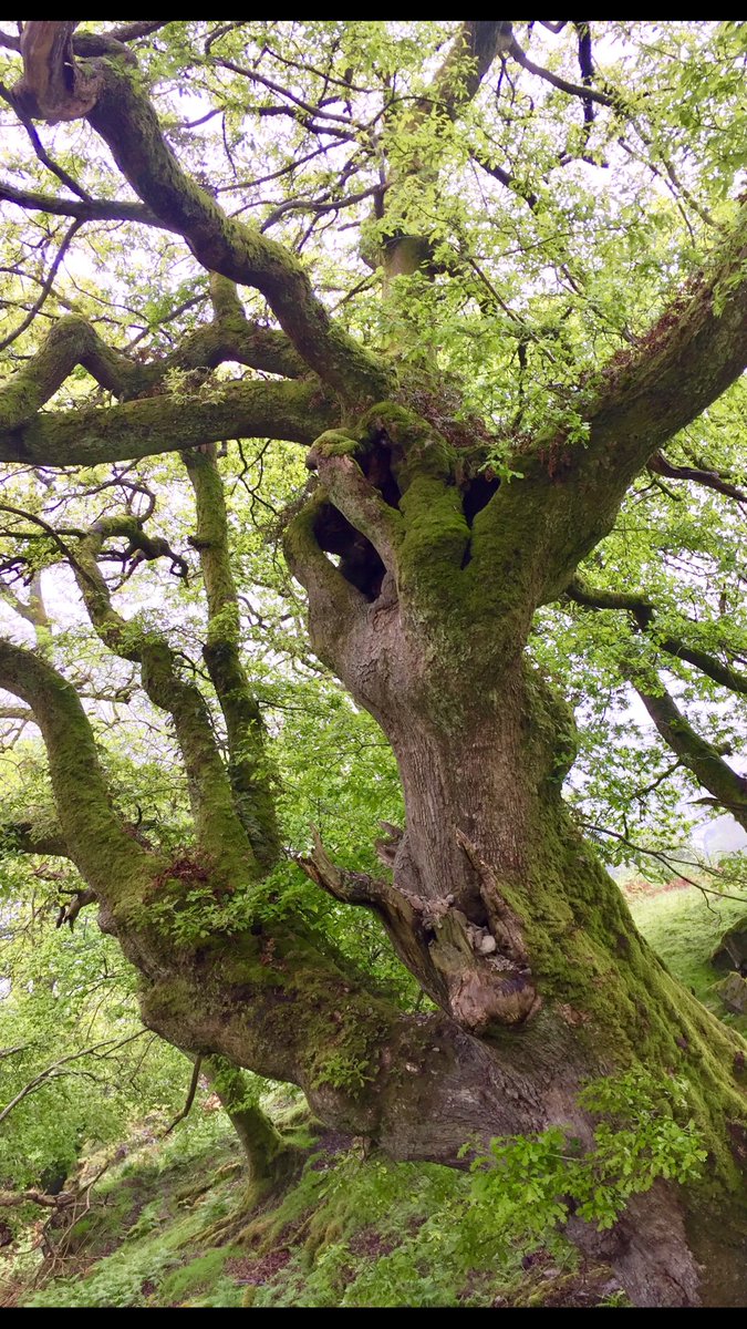 Holy tree spotted on the #coffinroute today near Grasmere. #lakedistrict #notjustlakes