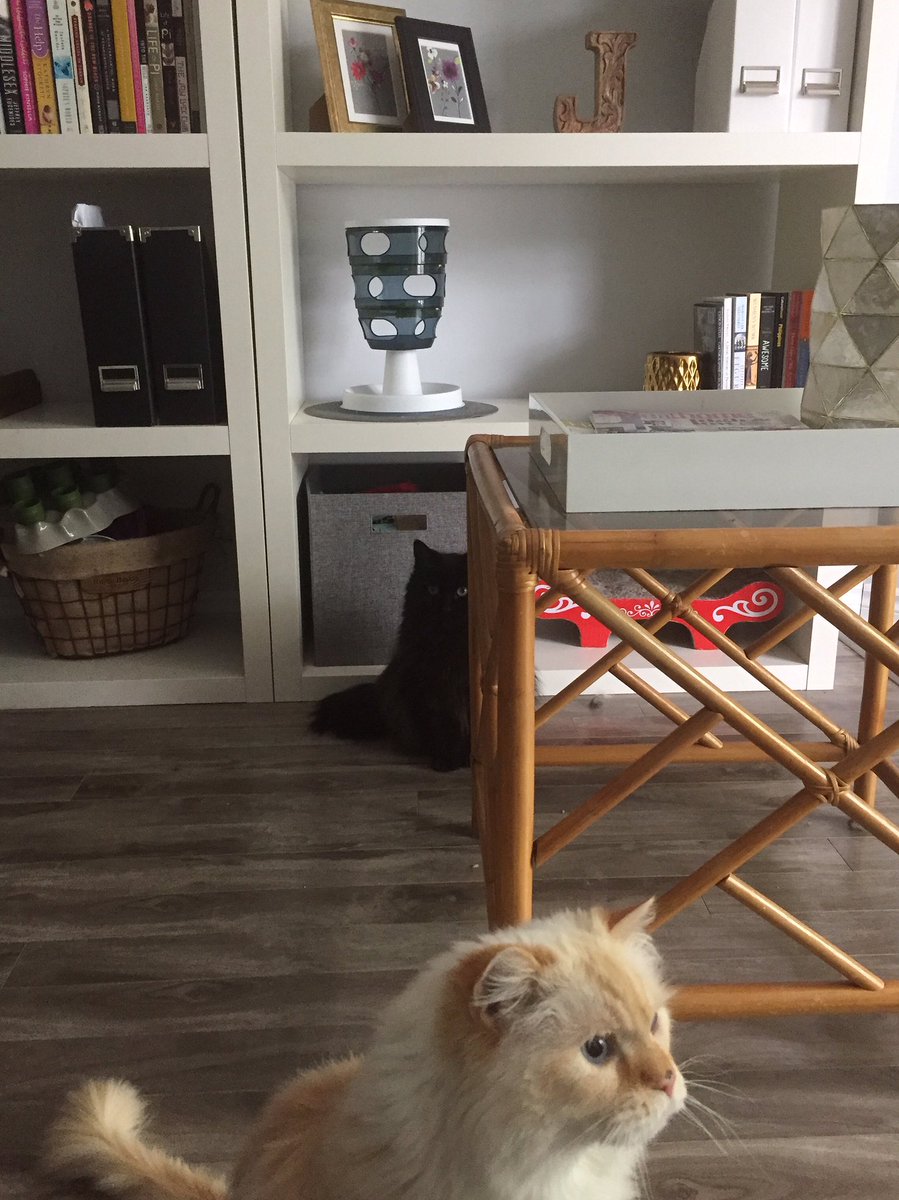 splendourella's tweet photo. Trying to hide behind a table leg but it's only two inches wide #creeperproblems https://t.co/NnnaSStAIf