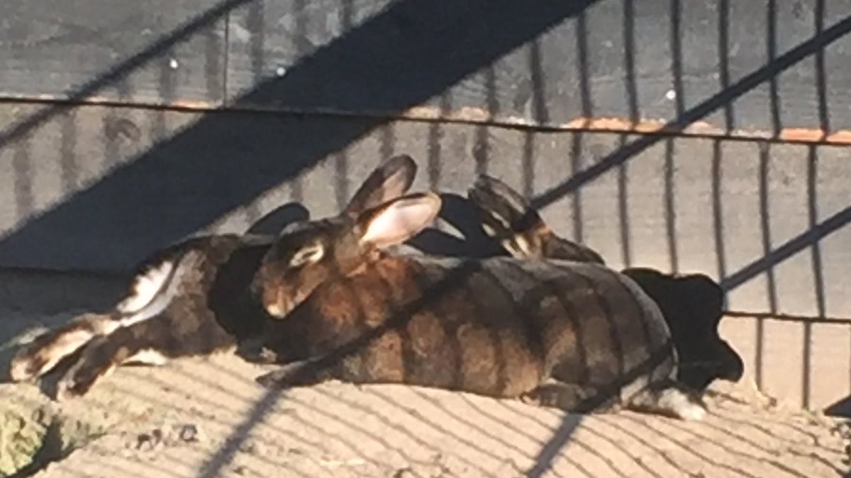konijnenadvies's tweet photo. Zo mooi om dag- nachtritme te observeren. Tussen 9 en 18 blijven ze binnen. #kantoortijden zijn #rusttijden #konijnen https://t.co/1DCT1FyIsl