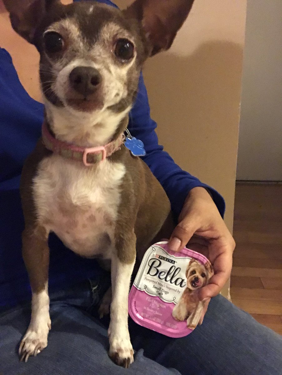 Solymar3's tweet photo. Our little Taco (Chihuahua) excited to try her new food!! @BellaDogFood. #GotItForFree You can find it @ your local Kroger Store! https://t.co/H6J1gdJsM8