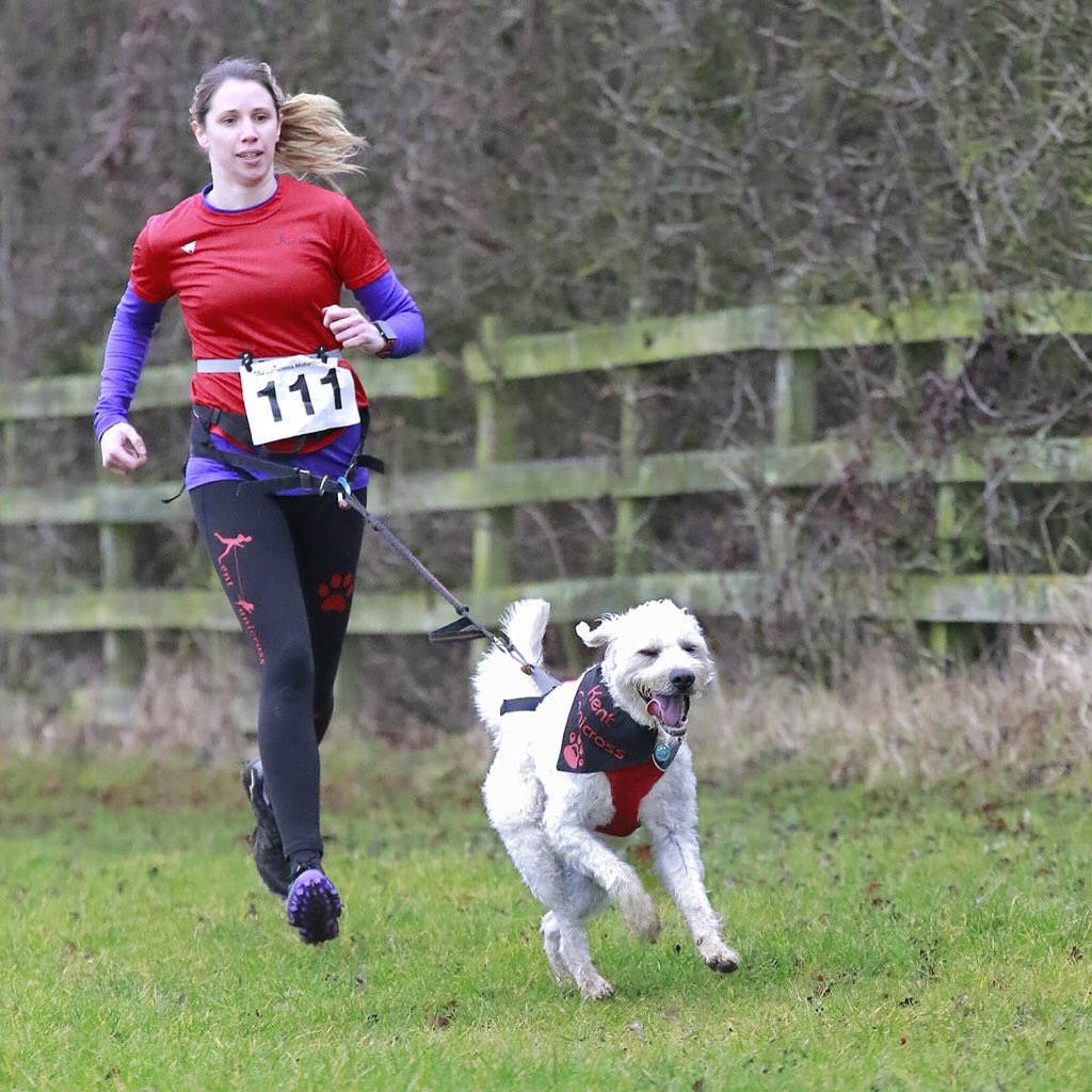 Alisonbel's tweet photo. @cherylsp_ @UKRunChat @uktrailchat @LabraDudeAlpha He loves running-This is from #canicross competition race-we came 3rd. This was despite him trying 2drink out of all the puddles on the way. https://t.co/6CTvdAjmNG