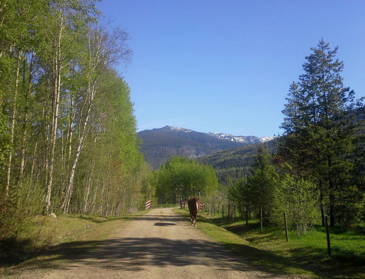 fsranch's tweet photo. Morning jaunt. #fallingstarranch #robsonvalley #dunsterbc #rockymountains #ranchlife #farmlife #morganhorse #beautifulmorning #summerday https://t.co/9BYtbKT4fJ