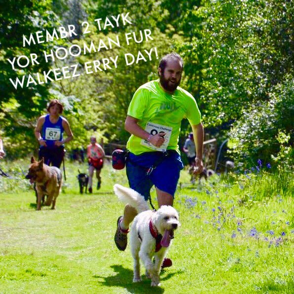 LabraDudeAlpha's tweet photo. #Canicross #dogsoftwitter #SundayRunday https://t.co/00YHxGSmkQ