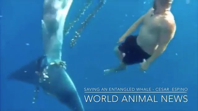 SavingTheWaves_'s tweet photo. 🌀
A true HERO, saving this majestic creature 💙
––——––——––——|🔹|––——––——––——
🔘 #SavingtheWaves ⠀⠀⠀⠀⠀⠀⠀⠀⠀⠀⠀⠀ ⠀⠀⠀⠀⠀⠀⠀⠀⠀⠀⠀⠀
This is a great exam… https://t.co/2zQHuTkvay