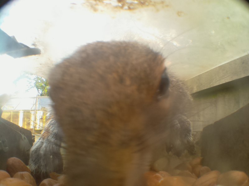 feeder_squirrel's tweet photo. Feeder Visits: 78, Barometric Pressure: 996 hPa, Outside Temp: 18.687C  #SquirrelFeeder https://t.co/S7BOMu8RGC