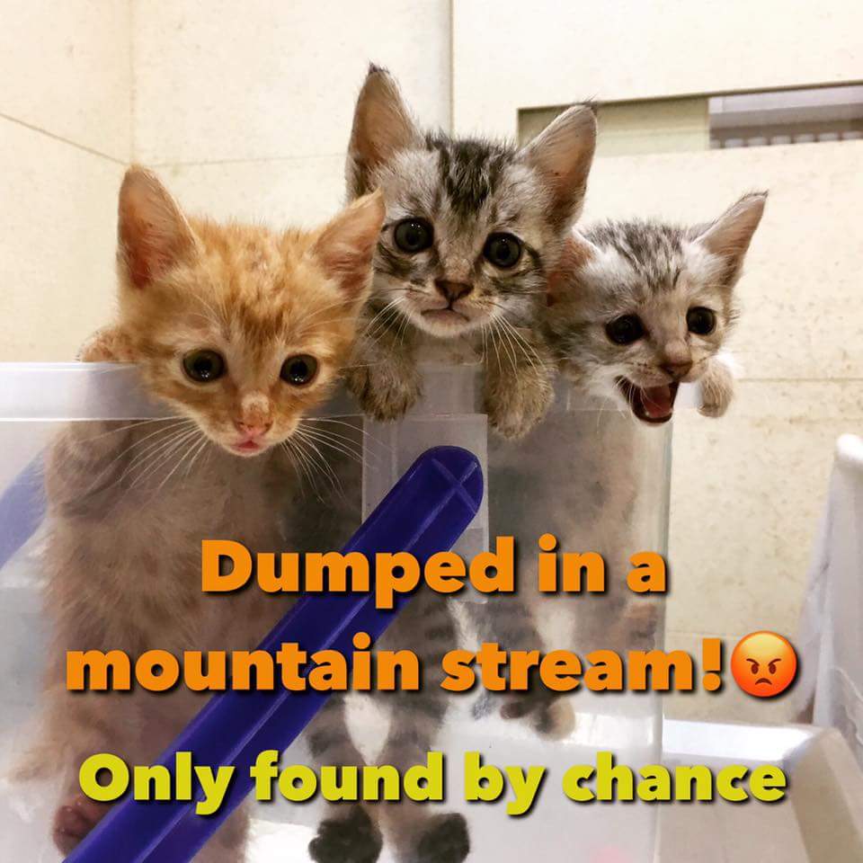 packcharityUK's tweet photo. These abandoned kittens were found by chance by our team who were looking for hunters traps. Can you help? Link to donate in bio. Thank you! https://t.co/YsYuPBMhC8