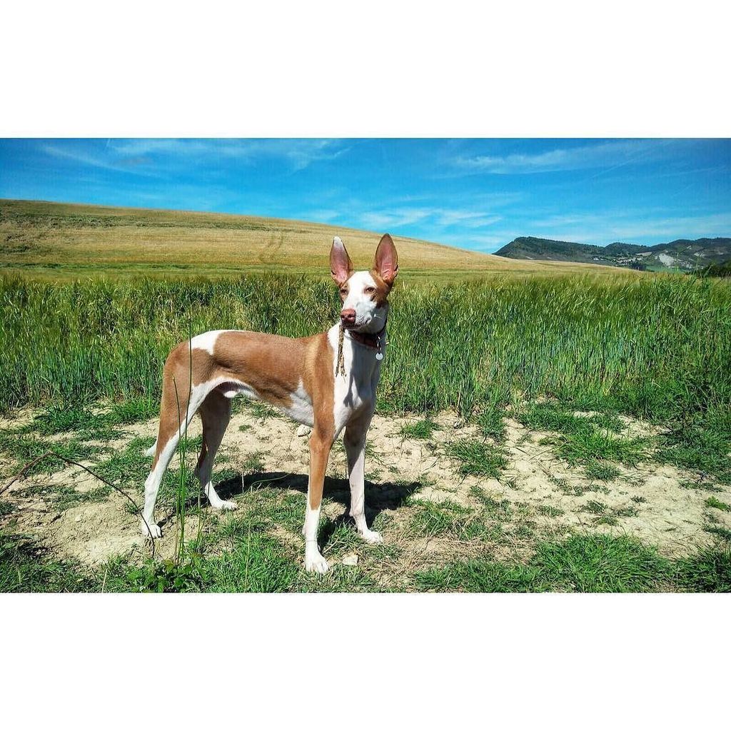 nereamontanes's tweet photo. No puede ser más guapo
.
.
.
#sundaymood #podenco #podencodecasa #podencoibicenco #instapodenco #podenco_power #d… https://t.co/LwAmfEbf31 https://t.co/L4kNHvtgVe