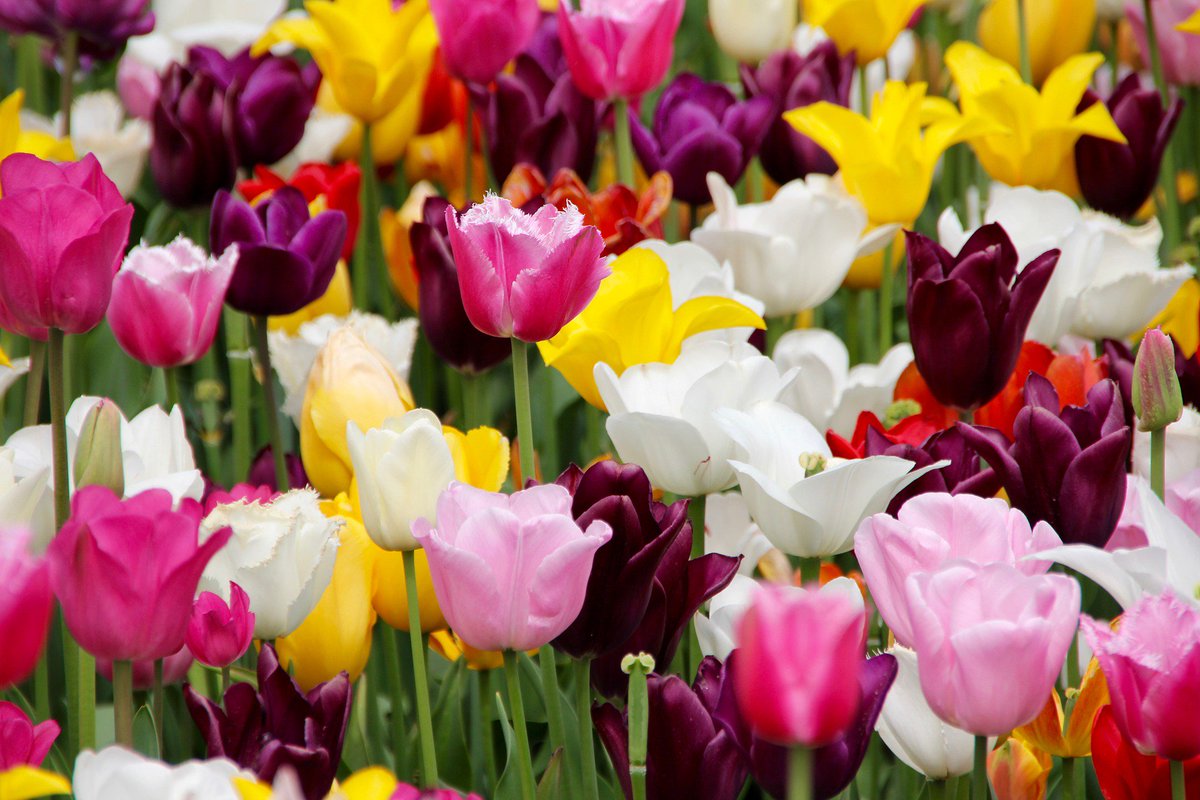 curbearth's tweet photo. Top 10 Best Wedding Flowers In The World: https://t.co/gx2neyup6M
#flowers #beautiful #wedingflowers #wedding #gettingmarried #bouquet https://t.co/kaJhIhI0NN